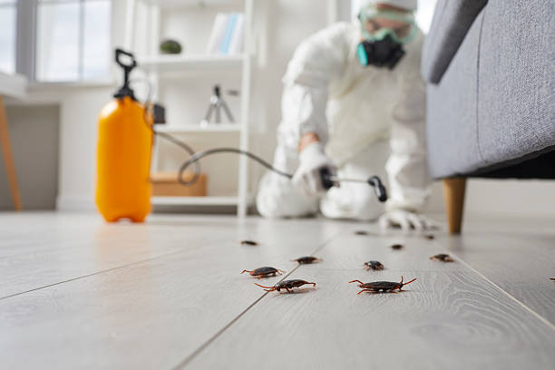 Post-Treatment Bed Bug Interceptor Monitoring in Cloverport